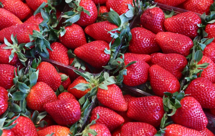 Первая российская клубника появилась на ярмарках выходного дня в Москве Первая российская клубника появилась на ярмарках выходного дня в Москве