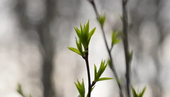 В Москве в конце декабря распустились растения и выросли грибы