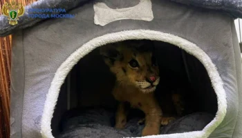 В Москве возбудили дело после обнаружения трехмесячной львицы в открытой продаже