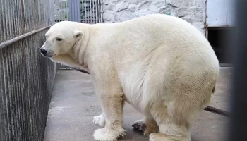 Белый медведь Терпей прибыл в Московский зоопарк из Казани