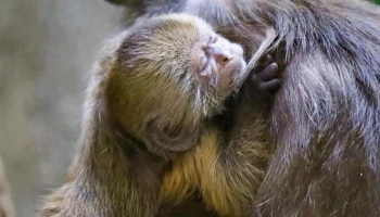 В Московском зоопарке родился детеныш краснокнижного капуцина плаксы