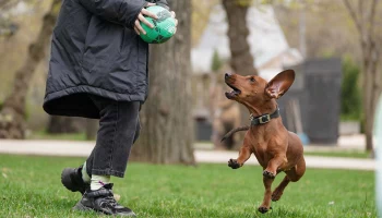 Ветврачи Москвы не выявили ни одного случая отравления животных на улице в этом году