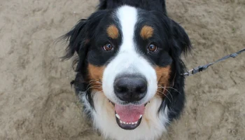 Реестр хозяев опасных домашних животных хотят создать в России