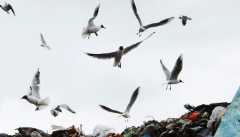 Mash: Пожар из-за жары произошел на крупнейшей свалке Подмосковья