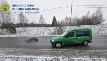 Водитель насмерть сбил лося в Зеленограде Водитель насмерть сбил лося в Зеленограде