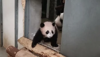 &laquo;Диндин подкараулила&raquo;: Московский зоопарк показал &laquo;похищение&raquo; малышки-панды Катюши