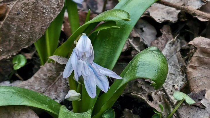 Цветение пролески началось в Москве
