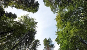 Зеленые территории Москвы снижают стресс и положительно влияют на самочувствие горожан