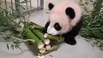 Московский зоопарк поделился кадрами с разбирающей подарки пандой Катюшей