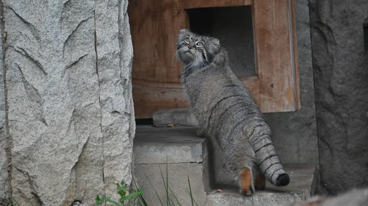 Московский зоопарк ищет манулу Тимофею невесту «редкой крови» Московский зоопарк ищет манулу Тимофею невесту «редкой крови»