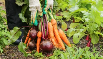 Осенний конкурс &laquo;Московский урожай&raquo; проходит с 3 по 30 сентября