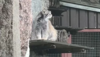 &laquo;У него лапки&raquo;: Московский зоопарк показал не желающего ходить по мокрому Тимошу