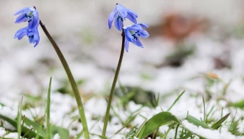 Специалисты составили календарь цветения растений в Москве