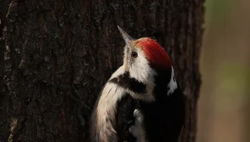 Орнитолог Мишин: В столице стало больше дятлов, синиц и экзотических уток
