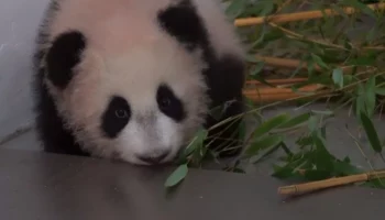 В Московском зоопарке пояснили, почему панда Катюша больше не встретится с отцом