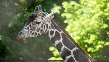 Московский зоопарк показал одно из последних видео с жирафом Самсоном