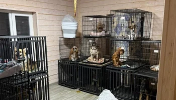 Дело возбуждено после жалоб на передержку животных в Подмосковье