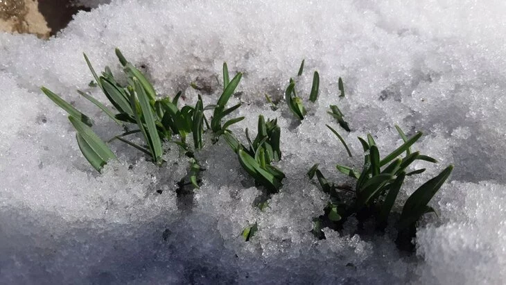 Неизвестная женщина срезала краснокнижные подснежники в "Аптекарском огороде" Неизвестная женщина срезала краснокнижные подснежники в "Аптекарском огороде"