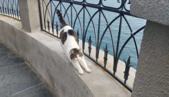 В ГД требуют наказания для туриста, сбросившего кошку из &laquo;Ласточкиного гнезда&raquo;