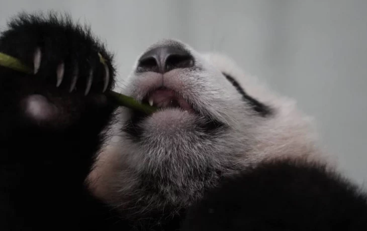 «Катюшин расколбас»: Московский зоопарк показал реакцию малышки-панды на подарки «Катюшин расколбас»: Московский зоопарк показал реакцию малышки-панды на подарки