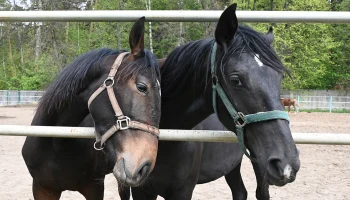 Международная конная выставка &laquo;Эквирос&raquo; пройдет в Москве с 22 по 24 мая