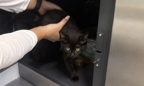 Котенка нашли запертым в камере хранения на Ленинградском вокзале Москвы Котенка нашли запертым в камере хранения на Ленинградском вокзале Москвы