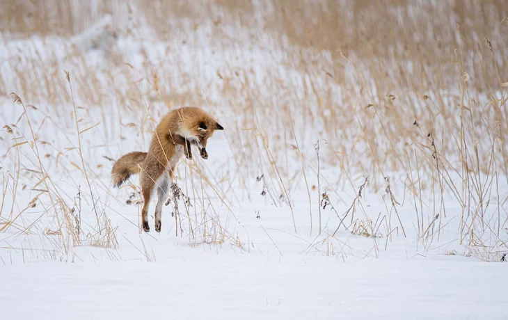 Москвичам рассказали о правилах поведения при встрече с дикими животными Москвичам рассказали о правилах поведения при встрече с дикими животными