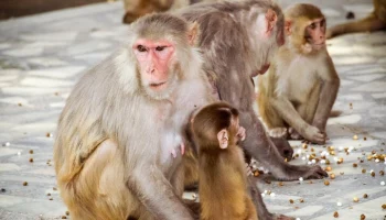 Более 100 больных оспой обезьян сбежали из центров лечения в ДР Конго