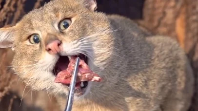 «Легкий зимний завтрак»: Московский зоопарк показал трапезу хауса Заури «Легкий зимний завтрак»: Московский зоопарк показал трапезу хауса Заури