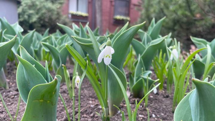 «В цвету»: Московский зоопарк поделился весенней флорой своих территорий 