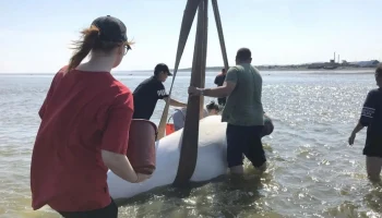 Двух застрявших на мели белух с детенышами спасли в Хабаровском крае Двух застрявших на мели белух с детенышами спасли в Хабаровском крае