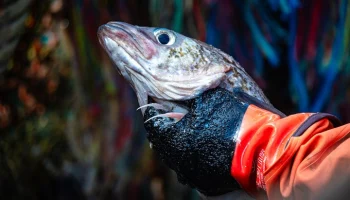 Цены на минтай в России выросли на 34,6% за год за счет экспорта