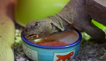 Пара египетских шипохвостов поселилась в Московском зоопарке