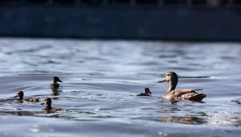 Дожди и жаркие ночи: москвичам рассказали о погоде в столице на неделе