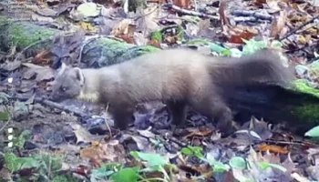 Краснокнижную куницу обнаружили в Новой Москве