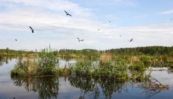 Как болота помогают поддерживать экологический баланс в Москве