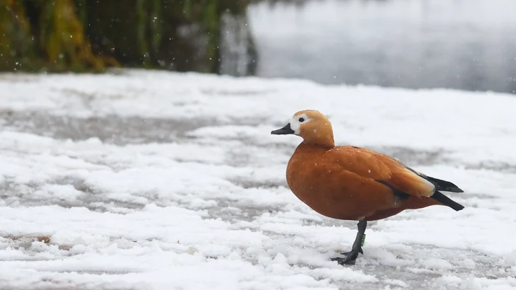 Синоптик Леус: Снег продолжает исчезать из столичного региона Синоптик Леус: Снег продолжает исчезать из столичного региона