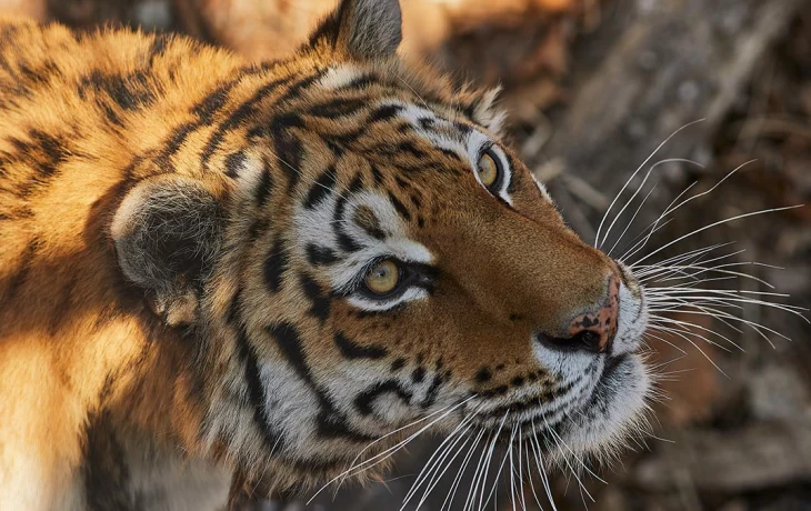Спасенную Московским зоопарком тигрицу доставили в зоосад Великого Устюга Спасенную Московским зоопарком тигрицу доставили в зоосад Великого Устюга