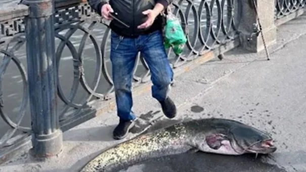 Рыбаки выловили 25-килограммового сома в Москве-реке Рыбаки выловили 25-килограммового сома в Москве-реке