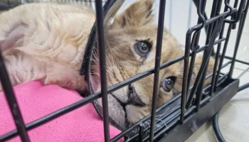 Истощение и переломы: что грозит блогеру из «Москвы-сити» за истязание львенка Истощение и переломы: что грозит блогеру из «Москвы-сити» за истязание львенка