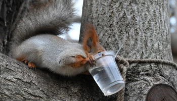 Биолог Глазков рассказал, как и чем кормить белок зимой