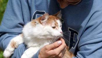 Что необходимо сделать, прежде чем забрать животное из приюта