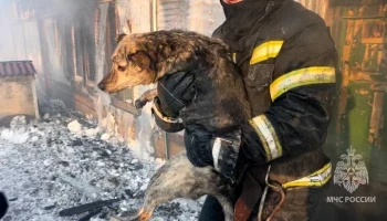 На Сахалине ликвидировали пожар в приюте для животных