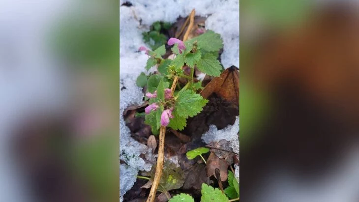 Яснотка зацвела в столичном парке "Останкино" из-за теплой погоды