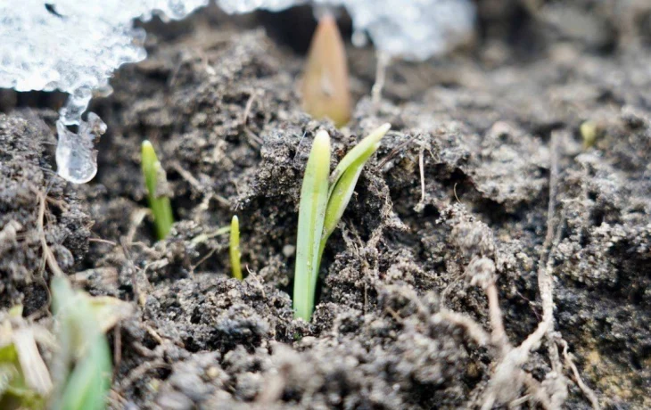 Подснежники впервые взошли в Московском зоопарке Подснежники впервые взошли в Московском зоопарке