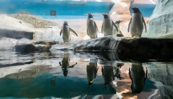 Акция «В зоопарке ждут подарки» пройдет в столичном зоосаде с 19 по 21 января