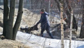 Мороз до минус 7 градусов ожидается в Москве и области в ночь на 17 марта