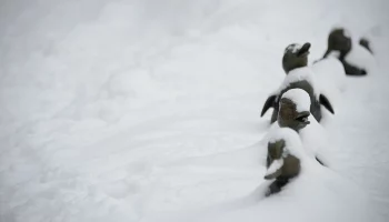 &laquo;Весна взяла паузу&raquo;: синоптик Ильин рассказал, когда в Москве растает снег
