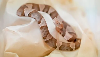 Детеныши мокасиновой змеи родились в Московском зоопарке