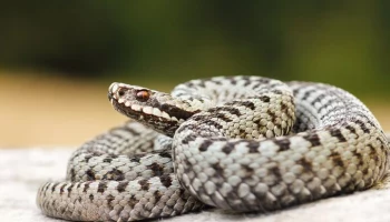 Жительница Таиланда выжила после нападения четырехметрового питона